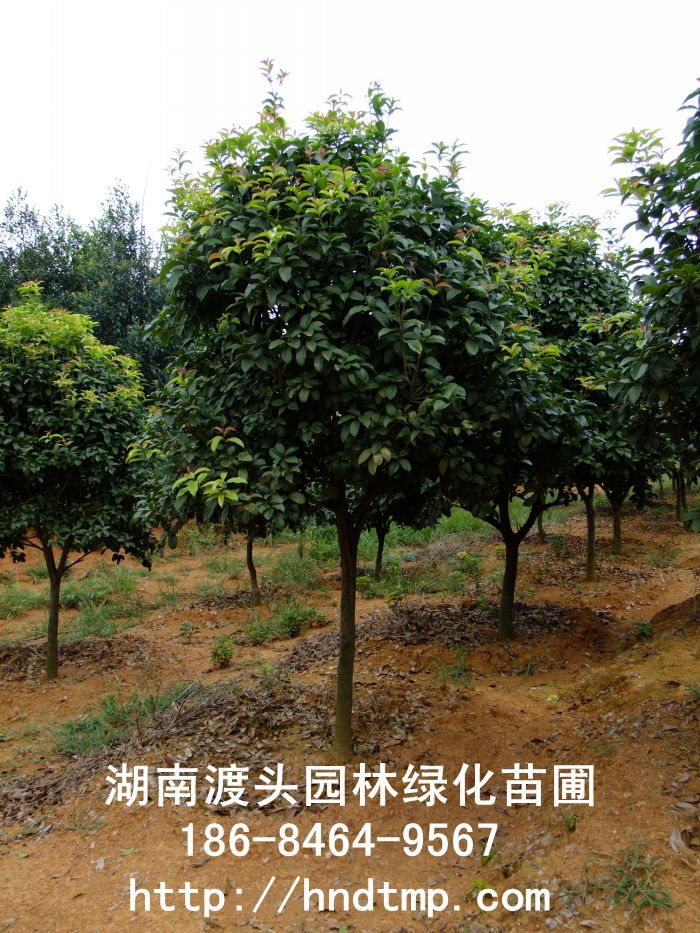 【湖(hú)南(nán)花(huā)木(mù)】【湖(hú)南(nán)苗木(mù)】【湖(hú)南(nán)花(huā)卉苗木(mù)基地(dì)】【長(cháng)沙花(huā)木(mù)基地(dì)】【長(cháng)沙苗木(mù)基地(dì)】【長(cháng)沙苗