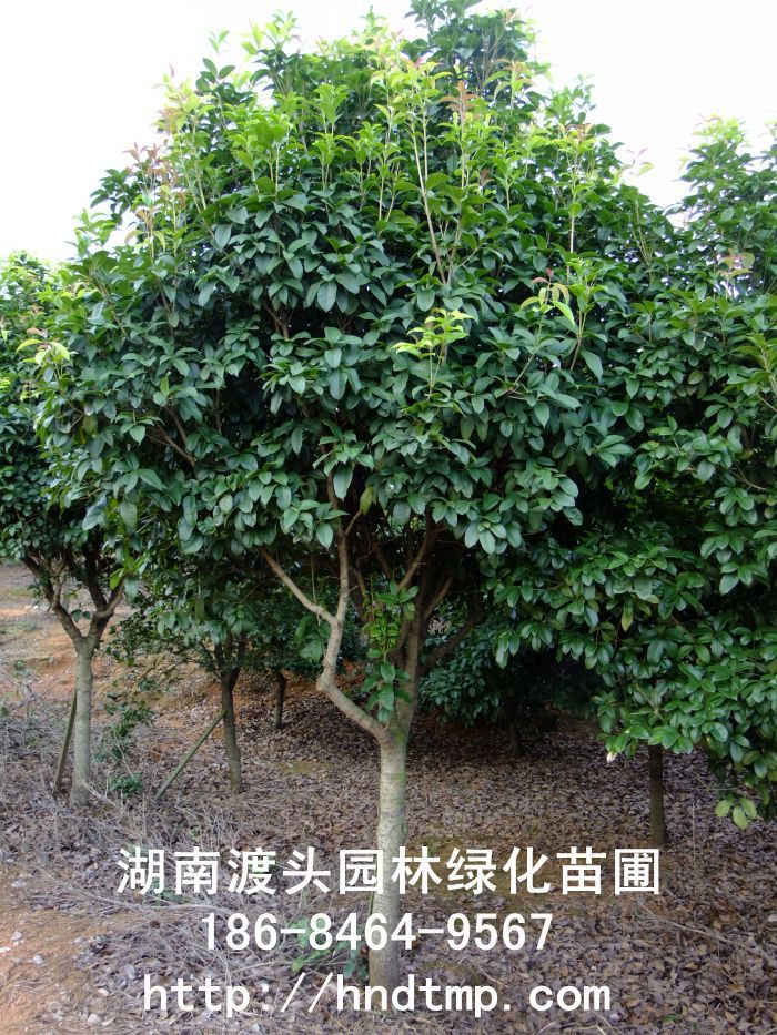 【湖(hú)南(nán)花(huā)木(mù)】【湖(hú)南(nán)苗木(mù)】【湖(hú)南(nán)花(huā)卉苗木(mù)基地(dì)】【長(cháng)沙花(huā)木(mù)基地(dì)】【長(cháng)沙苗木(mù)基地(dì)】【長(cháng)沙苗