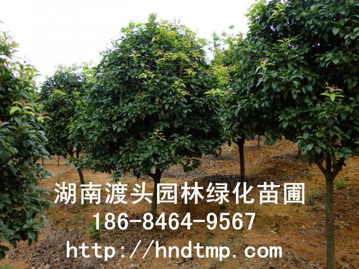 【湖(hú)南(nán)花(huā)木(mù)】【湖(hú)南(nán)苗木(mù)】【湖(hú)南(nán)花(huā)卉苗木(mù)基地(dì)】【長(cháng)沙花(huā)木(mù)基地(dì)】【長(cháng)沙苗木(mù)基地(dì)】【長(cháng)沙苗