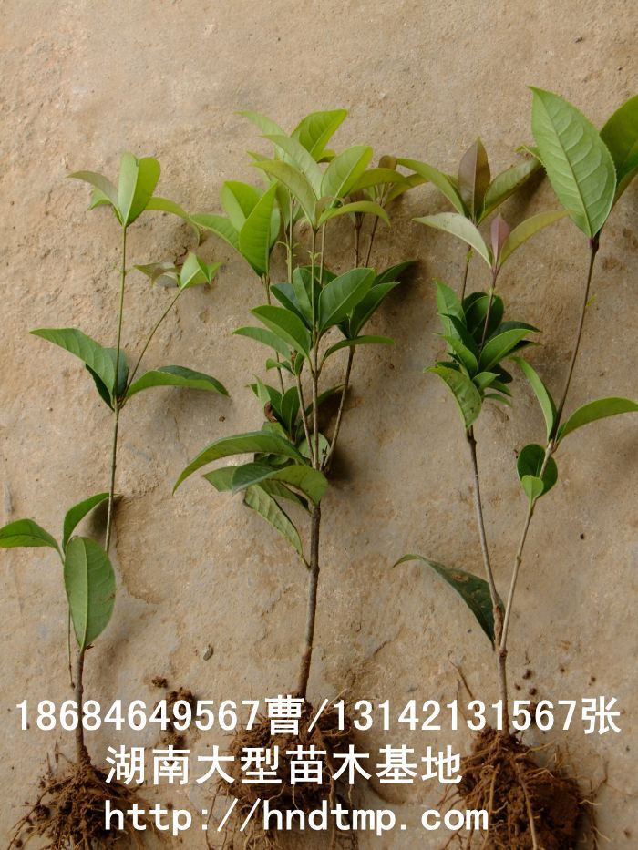 【湖(hú)南(nán)花(huā)木(mù)】【湖(hú)南(nán)苗木(mù)】【湖(hú)南(nán)花(huā)卉苗木(mù)基地(dì)】【長(cháng)沙花(huā)木(mù)基地(dì)】【長(cháng)沙苗木(mù)基地(dì)】【長(cháng)沙苗