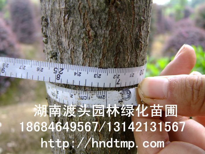【湖(hú)南(nán)花(huā)木(mù)】【湖(hú)南(nán)苗木(mù)】【湖(hú)南(nán)花(huā)卉苗木(mù)基地(dì)】【長(cháng)沙花(huā)木(mù)基地(dì)】【長(cháng)沙苗木(mù)基地(dì)】【長(cháng)沙苗