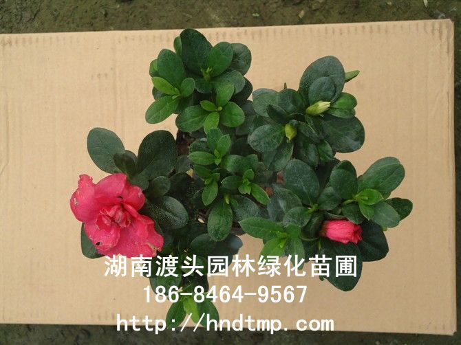 西(xī)洋杜鵑