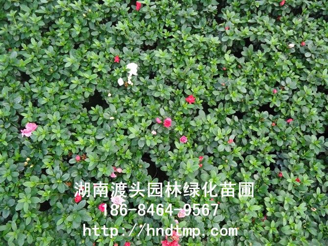 西(xī)洋杜鵑/湖(hú)南(nán)杜鵑