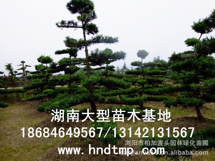 ·大(dà)量供應中葉羅漢松·中葉羅漢松苗圃基地(dì)·湖(hú)南(nán)長(cháng)沙浏陽中葉羅漢松基地(dì)·中葉羅漢松苗木(mù)基地(dì)·中葉羅漢松長(cháng)沙基地(dì)·中葉羅漢松湖(hú)南(nán)基地(dì)·中葉羅漢松浏陽基地(dì)·中葉羅漢松·羅漢松種子(zǐ)·中葉羅漢松種子(zǐ)價格·大(dà)量求購(gòu)中葉羅漢松種子(zǐ)·大(dà)量供應中葉羅漢松種子(zǐ)·中葉羅漢松種子(zǐ)價格·中葉羅漢松種子(zǐ)發芽率有(yǒu)多(duō)高(gāo)·羅漢松種子(zǐ)怎麽播種·湖(hú)南(nán)哪裡(lǐ)有(yǒu)羅漢松種子(zǐ)賣·湖(hú)南(nán)浏陽長(cháng)沙羅漢松種子(zǐ)直銷·特價羅漢松種子(zǐ)銷售·自(zì)己采摘的(de)羅漢松種子(zǐ)·羅漢松種子(zǐ)發芽·怎麽提高(gāo)羅漢松種子(zǐ)發芽率·怎麽保存羅漢松種子(zǐ)·羅漢松種子(zǐ)要(yào)怎麽保存·羅漢松種子(zǐ)怎麽消毒·羅