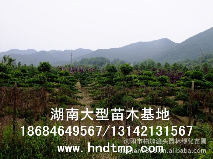·大(dà)量供應中葉羅漢松·中葉羅漢松苗圃基地(dì)·湖(hú)南(nán)長(cháng)沙浏陽中葉羅漢松基地(dì)·中葉羅漢松苗木(mù)基地(dì)·中葉羅漢松長(cháng)沙基地(dì)·中葉羅漢松湖(hú)南(nán)基地(dì)·中葉羅漢松浏陽基地(dì)·中葉羅漢松·羅漢松種子(zǐ)·中葉羅漢松種子(zǐ)價格·大(dà)量求購(gòu)中葉羅漢松種子(zǐ)·大(dà)量供應中葉羅漢松種子(zǐ)·中葉羅漢松種子(zǐ)價格·中葉羅漢松種子(zǐ)發芽率有(yǒu)多(duō)高(gāo)·羅漢松種子(zǐ)怎麽播種·湖(hú)南(nán)哪裡(lǐ)有(yǒu)羅漢松種子(zǐ)賣·湖(hú)南(nán)浏陽長(cháng)沙羅漢松種子(zǐ)直銷·特價羅漢松種子(zǐ)銷售·自(zì)己采摘的(de)羅漢松種子(zǐ)·羅漢松種子(zǐ)發芽·怎麽提高(gāo)羅漢松種子(zǐ)發芽率·怎麽保存羅漢松種子(zǐ)·羅漢松種子(zǐ)要(yào)怎麽保存·羅漢松種子(zǐ)怎麽消毒·羅