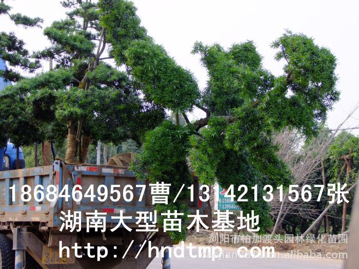 大(dà)量供應中葉羅漢松·中葉羅漢松苗圃基地(dì)·湖(hú)南(nán)長(cháng)沙浏陽中葉羅漢松基地(dì)·中葉羅漢松苗木(mù)基地(dì)·中葉羅漢松長(cháng)沙基地(dì)·中葉羅漢松湖(hú)南(nán)基地(dì)·中葉羅漢松浏陽基地(dì)·中葉羅漢松·羅漢松種子(zǐ)·中葉羅漢松種子(zǐ)價格·大(dà)量求購(gòu)中葉羅漢松種子(zǐ)·大(dà)量供應中葉羅漢松種子(zǐ)·中葉羅漢松種子(zǐ)價格·中葉羅漢松種子(zǐ)發芽率有(yǒu)多(duō)高(gāo)·羅漢松種子(zǐ)怎麽播種·湖(hú)南(nán)哪裡(lǐ)有(yǒu)羅漢松種子(zǐ)賣·湖(hú)南(nán)浏陽長(cháng)沙羅漢松種子(zǐ)直銷·特價羅漢松種子(zǐ)銷售·自(zì)己采摘的(de)羅漢松種子(zǐ)·羅漢松種子(zǐ)發芽·怎麽提高(gāo)羅漢松種子(zǐ)發芽率·怎麽保存羅漢松種子(zǐ)·羅漢松種子(zǐ)要(yào)怎麽保存·羅漢松種子(zǐ)怎麽消毒·羅漢