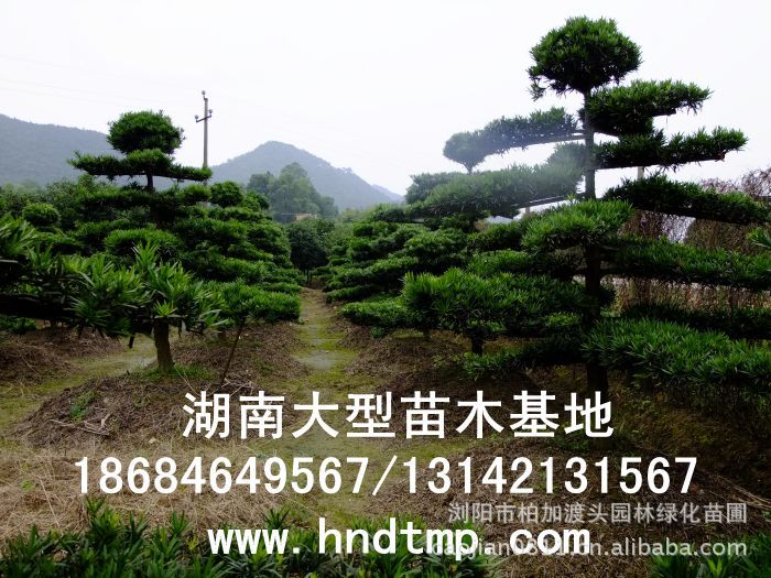 ·大(dà)量供應中葉羅漢松·中葉羅漢松苗圃基地(dì)·湖(hú)南(nán)長(cháng)沙浏陽中葉羅漢松基地(dì)·中葉羅漢松苗木(mù)基地(dì)·中葉羅漢松長(cháng)沙基地(dì)·中葉羅漢松湖(hú)南(nán)基地(dì)·中葉羅漢松浏陽基地(dì)·中葉羅漢松·羅漢松種子(zǐ)·中葉羅漢松種子(zǐ)價格·大(dà)量求購(gòu)中葉羅漢松種子(zǐ)·大(dà)量供應中葉羅漢松種子(zǐ)·中葉羅漢松種子(zǐ)價格·中葉羅漢松種子(zǐ)發芽率有(yǒu)多(duō)高(gāo)·羅漢松種子(zǐ)怎麽播種·湖(hú)南(nán)哪裡(lǐ)有(yǒu)羅漢松種子(zǐ)賣·湖(hú)南(nán)浏陽長(cháng)沙羅漢松種子(zǐ)直銷·特價羅漢松種子(zǐ)銷售·自(zì)己采摘的(de)羅漢松種子(zǐ)·羅漢松種子(zǐ)發芽·怎麽提高(gāo)羅漢松種子(zǐ)發芽率·怎麽保存羅漢松種子(zǐ)·羅漢松種子(zǐ)要(yào)怎麽保存·羅漢松種子(zǐ)怎麽消毒·羅
