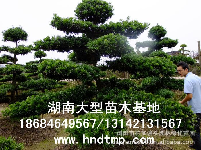 ·大(dà)量供應中葉羅漢松·中葉羅漢松苗圃基地(dì)·湖(hú)南(nán)長(cháng)沙浏陽中葉羅漢松基地(dì)·中葉羅漢松苗木(mù)基地(dì)·中葉羅漢松長(cháng)沙基地(dì)·中葉羅漢松湖(hú)南(nán)基地(dì)·中葉羅漢松浏陽基地(dì)·中葉羅漢松·羅漢松種子(zǐ)·中葉羅漢松種子(zǐ)價格·大(dà)量求購(gòu)中葉羅漢松種子(zǐ)·大(dà)量供應中葉羅漢松種子(zǐ)·中葉羅漢松種子(zǐ)價格·中葉羅漢松種子(zǐ)發芽率有(yǒu)多(duō)高(gāo)·羅漢松種子(zǐ)怎麽播種·湖(hú)南(nán)哪裡(lǐ)有(yǒu)羅漢松種子(zǐ)賣·湖(hú)南(nán)浏陽長(cháng)沙羅漢松種子(zǐ)直銷·特價羅漢松種子(zǐ)銷售·自(zì)己采摘的(de)羅漢松種子(zǐ)·羅漢松種子(zǐ)發芽·怎麽提高(gāo)羅漢松種子(zǐ)發芽率·怎麽保存羅漢松種子(zǐ)·羅漢松種子(zǐ)要(yào)怎麽保存·羅漢松種子(zǐ)怎麽消毒·羅