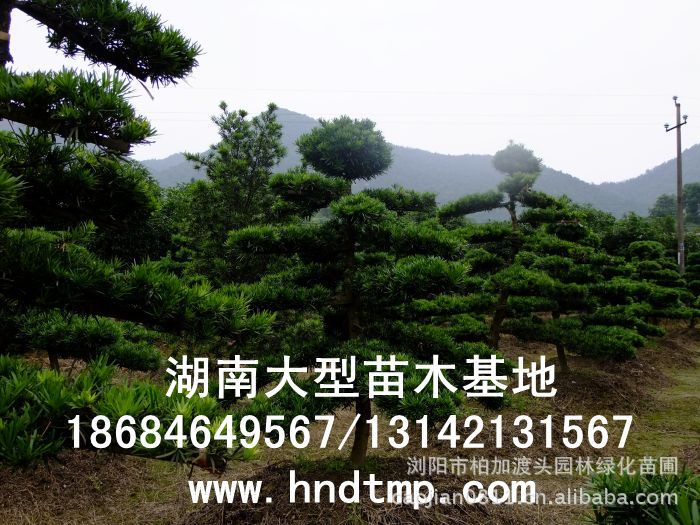 ·大(dà)量供應中葉羅漢松·中葉羅漢松苗圃基地(dì)·湖(hú)南(nán)長(cháng)沙浏陽中葉羅漢松基地(dì)·中葉羅漢松苗木(mù)基地(dì)·中葉羅漢松長(cháng)沙基地(dì)·中葉羅漢松湖(hú)南(nán)基地(dì)·中葉羅漢松浏陽基地(dì)·中葉羅漢松·羅漢松種子(zǐ)·中葉羅漢松種子(zǐ)價格·大(dà)量求購(gòu)中葉羅漢松種子(zǐ)·大(dà)量供應中葉羅漢松種子(zǐ)·中葉羅漢松種子(zǐ)價格·中葉羅漢松種子(zǐ)發芽率有(yǒu)多(duō)高(gāo)·羅漢松種子(zǐ)怎麽播種·湖(hú)南(nán)哪裡(lǐ)有(yǒu)羅漢松種子(zǐ)賣·湖(hú)南(nán)浏陽長(cháng)沙羅漢松種子(zǐ)直銷·特價羅漢松種子(zǐ)銷售·自(zì)己采摘的(de)羅漢松種子(zǐ)·羅漢松種子(zǐ)發芽·怎麽提高(gāo)羅漢松種子(zǐ)發芽率·怎麽保存羅漢松種子(zǐ)·羅漢松種子(zǐ)要(yào)怎麽保存·羅漢松種子(zǐ)怎麽消毒·羅
