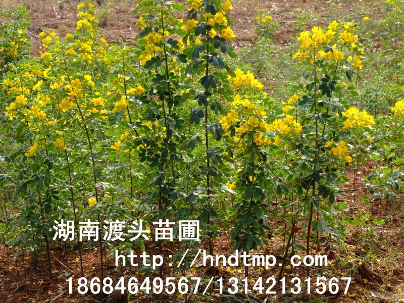 湖(hú)南(nán)花(huā)木(mù)苗木(mù)基地(dì)/湖(hú)南(nán)黃(huáng)花(huā)槐基地(dì)