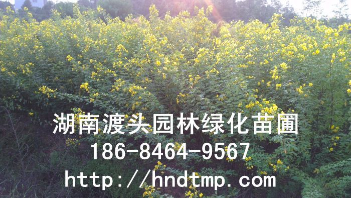 湖(hú)南(nán)花(huā)木(mù)苗木(mù)基地(dì)-黃(huáng)花(huā)槐基地(dì)