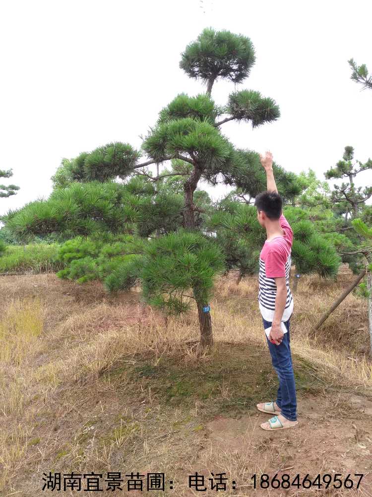 長(cháng)沙苗圃造型黑(hēi)松