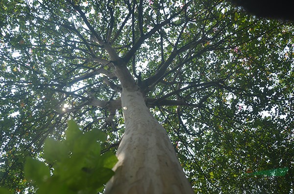 高(gāo)杆紫薇