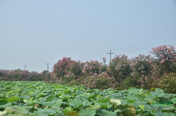 高(gāo)杆紫薇