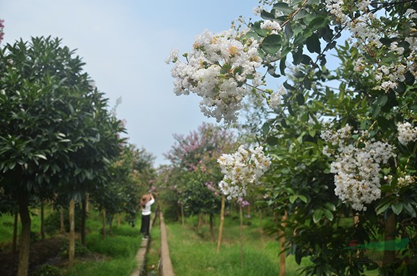 老(lǎo)紫薇