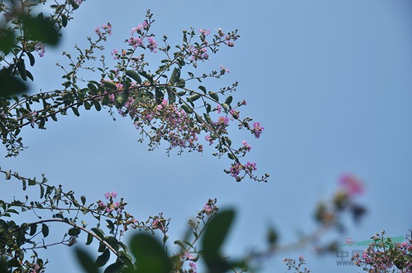 老(lǎo)紫薇