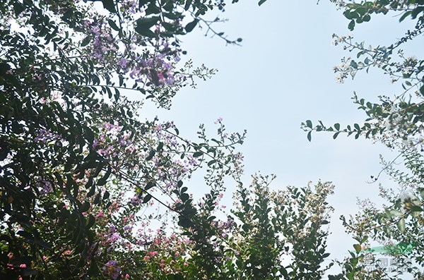 老(lǎo)紫薇