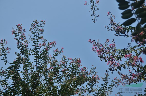 老(lǎo)紫薇