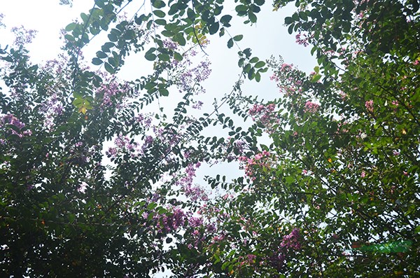 老(lǎo)紫薇
