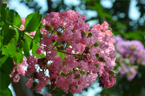 圓錐花(huā)序