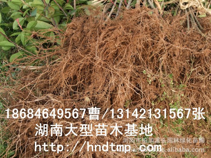長(cháng)沙苗木(mù) 長(cháng)沙花(huā)木(mù) 長(cháng)沙苗圃 長(cháng)沙花(huā)木(mù)行(xíng)情 湖(hú)南(nán)花(huā)木(mù)行(xíng)情 長(cháng)沙紅(hóng)葉石楠基地(dì)