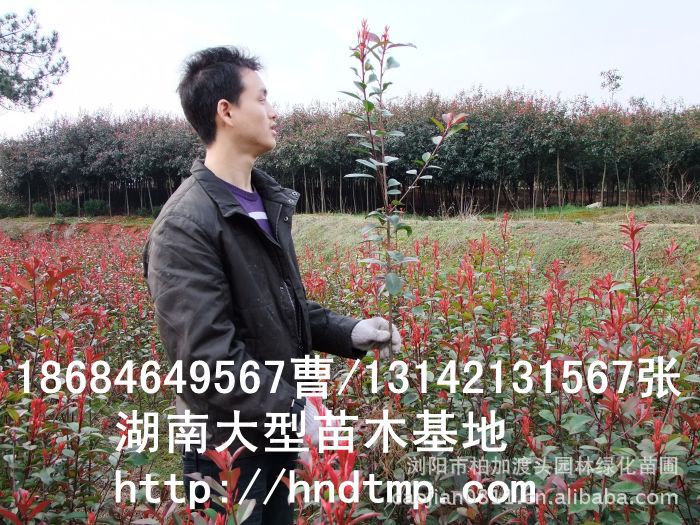 長(cháng)沙苗木(mù) 長(cháng)沙苗圃 長(cháng)沙花(huā)木(mù)行(xíng)情 長(cháng)沙苗木(mù)基地(dì) 湖(hú)南(nán)花(huā)木(mù)行(xíng)情 