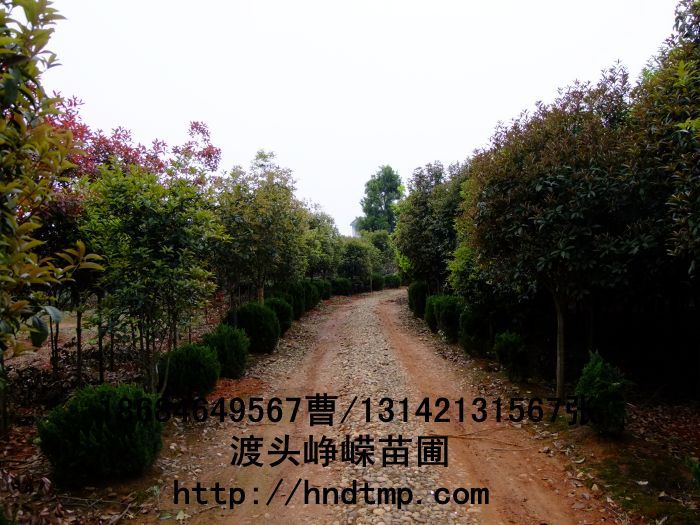 桂花(huā)價格 桂花(huā)4-10公分(fēn) 求購(gòu)桂花(huā) 桂花(huā)基地(dì) 湖(hú)南(nán)哪裡(lǐ)有(yǒu)桂花(huā)買 八月(yuè)桂 金(jīn)桂 八月(yuè)桂照(zhào)片