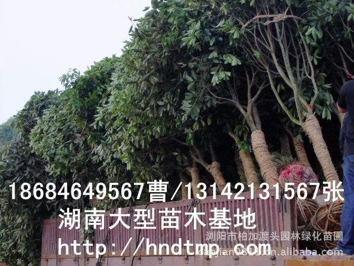 桂花(huā)價格 桂花(huā)4-10公分(fēn) 求購(gòu)桂花(huā) 桂花(huā)基地(dì) 湖(hú)南(nán)哪裡(lǐ)有(yǒu)桂花(huā)買 八月(yuè)桂 金(jīn)桂 八月(yuè)桂照(zhào)片
