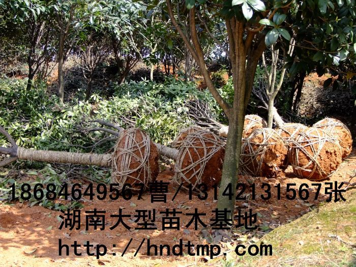 桂花(huā)價格 桂花(huā)4-10公分(fēn) 求購(gòu)桂花(huā) 桂花(huā)基地(dì) 湖(hú)南(nán)哪裡(lǐ)有(yǒu)桂花(huā)買 八月(yuè)桂 金(jīn)桂 八月(yuè)桂照(zhào)片