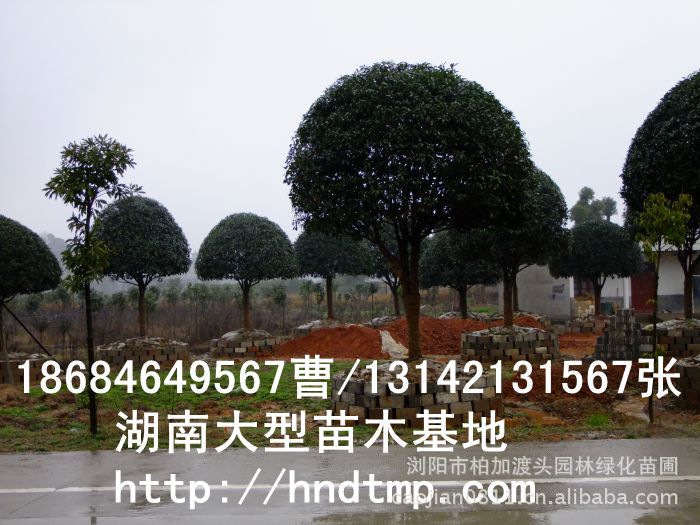 精品八月(yuè)桂價格 長(cháng)沙精品八月(yuè)桂 精品八月(yuè)桂價格 湖(hú)南(nán)精品八月(yuè)桂價格 哪裡(lǐ)有(yǒu)精品桂花(huā)買
