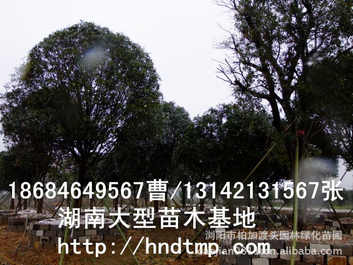 精品八月(yuè)桂價格 長(cháng)沙精品八月(yuè)桂 精品八月(yuè)桂價格 湖(hú)南(nán)精品八月(yuè)桂價格 哪裡(lǐ)有(yǒu)精品桂花(huā)買