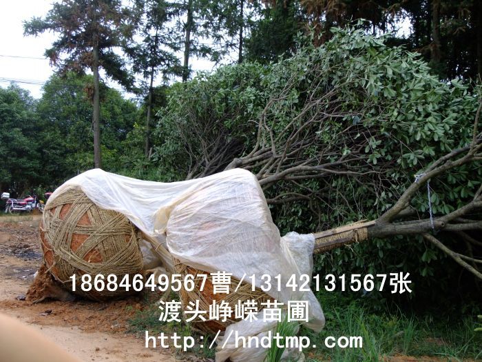 精品八月(yuè)桂價格 長(cháng)沙精品八月(yuè)桂 精品八月(yuè)桂價格 湖(hú)南(nán)精品八月(yuè)桂價格 哪裡(lǐ)有(yǒu)精品桂花(huā)買 長(cháng)沙苗木(mù) 長(cháng)沙苗圃