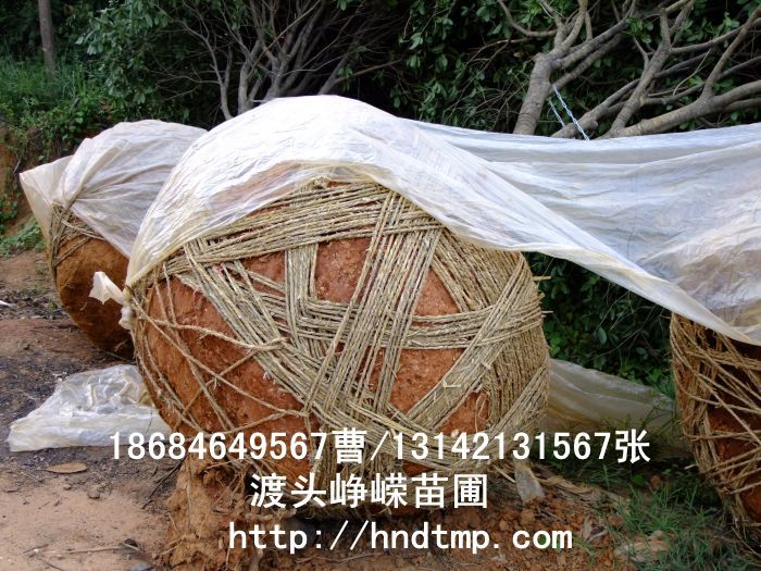 精品八月(yuè)桂價格 長(cháng)沙精品八月(yuè)桂 精品八月(yuè)桂價格 湖(hú)南(nán)精品八月(yuè)桂價格 哪裡(lǐ)有(yǒu)精品桂花(huā)買 長(cháng)沙苗木(mù) 長(cháng)沙苗圃