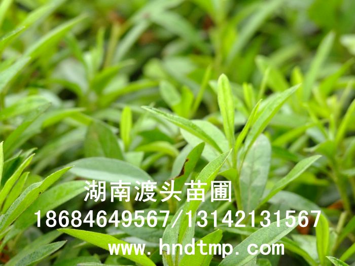 照(zhào)片 078.jpg