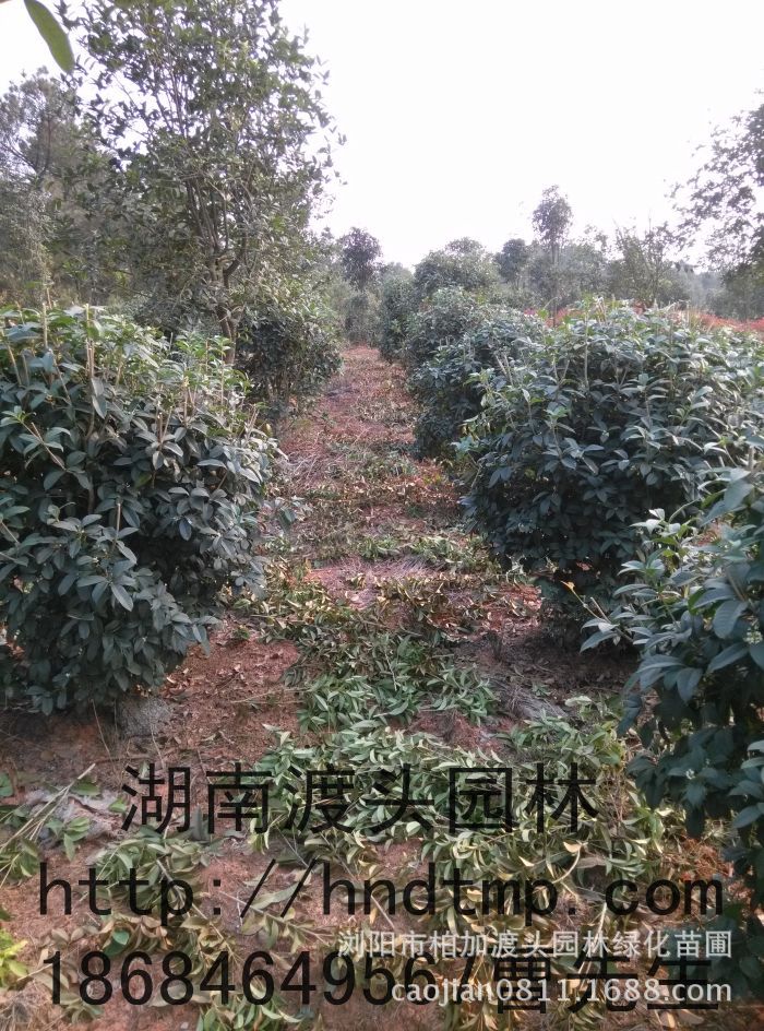 四季桂球
