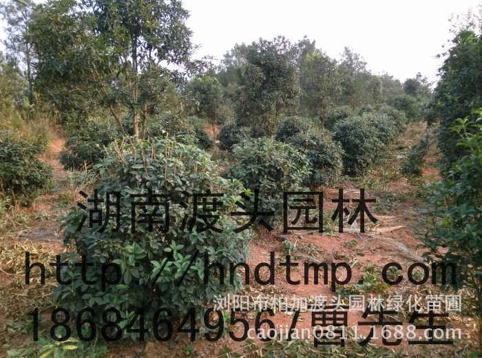 柏加四季桂球批發