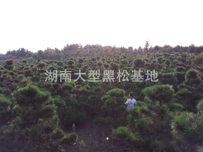 黑(hēi)松/日(rì)本黑(hēi)松/造型黑(hēi)松/湖(hú)南(nán)黑(hēi)松/黑(hēi)松基地(dì)