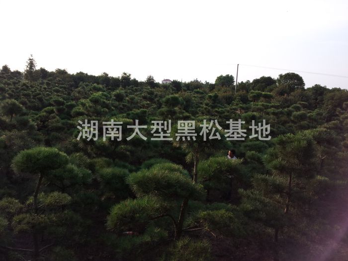 黑(hēi)松 日(rì)本黑(hēi)松 黑(hēi)松基地(dì) 湖(hú)南(nán)黑(hēi)松 長(cháng)沙哪裡(lǐ)有(yǒu)黑(hēi)松買 造型黑(hēi)松