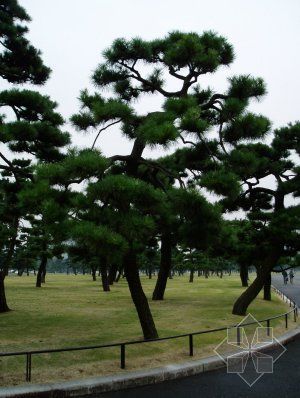 景觀黑(hēi)松