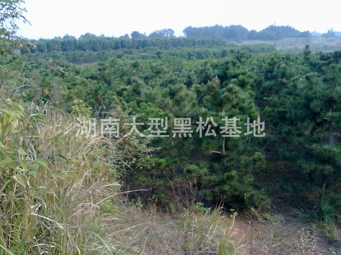 毛坯黑(hēi)松 黑(hēi)松 日(rì)本黑(hēi)松 黑(hēi)松基地(dì) 湖(hú)南(nán)黑(hēi)松 長(cháng)沙黑(hēi)松