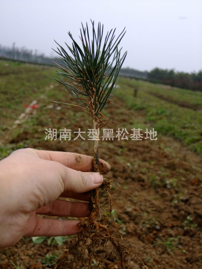 黑(hēi)松小(xiǎo)苗 黑(hēi)松苗 湖(hú)南(nán)黑(hēi)松 黑(hēi)松基地(dì) 長(cháng)沙黑(hēi)松 黑(hēi)松苗圃