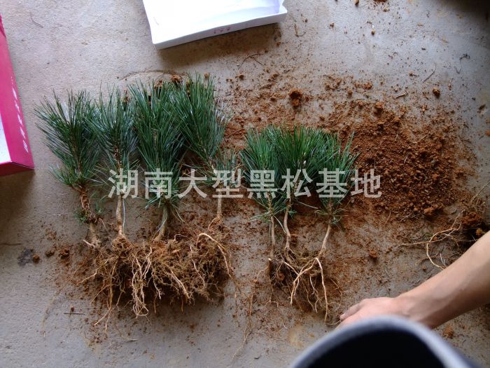 黑(hēi)松基地(dì) 黑(hēi)松小(xiǎo)苗 黑(hēi)松照(zhào)片 湖(hú)南(nán)黑(hēi)松 長(cháng)沙黑(hēi)松 黑(hēi)松價格