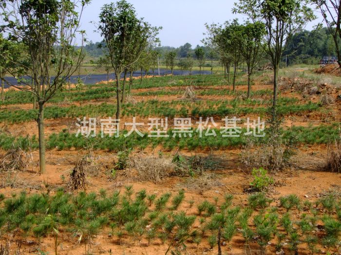 黑(hēi)松價格 湖(hú)南(nán)哪裡(lǐ)有(yǒu)黑(hēi)松 黑(hēi)松小(xiǎo)苗價格 長(cháng)沙哪裡(lǐ)有(yǒu)黑(hēi)松 黑(hēi)松 