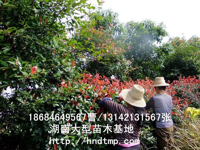 供應紅(hóng)葉石楠枝條 求購(gòu)紅(hóng)葉石楠枝條 紅(hóng)葉石楠枝條價格 湖(hú)南(nán)苗木(mù) 長(cháng)沙苗木(mù) 長(cháng)沙苗圃
