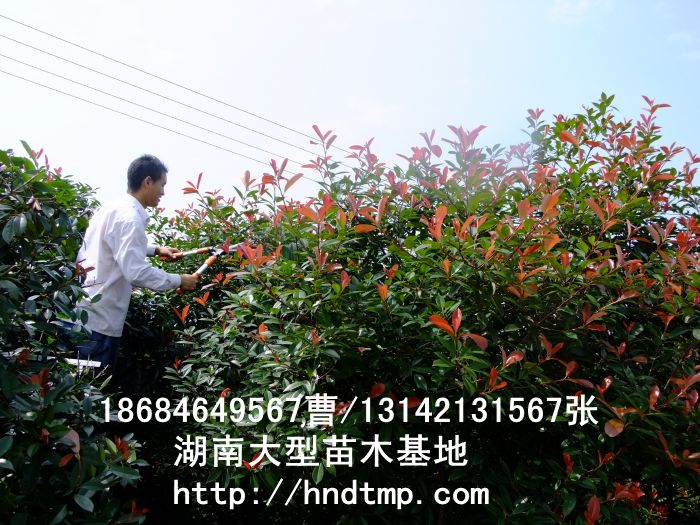 紅(hóng)葉石楠價格 紅(hóng)葉石楠枝條價格 求購(gòu)紅(hóng)葉石楠枝條 供應紅(hóng)葉石楠枝條 長(cháng)沙苗木(mù)
