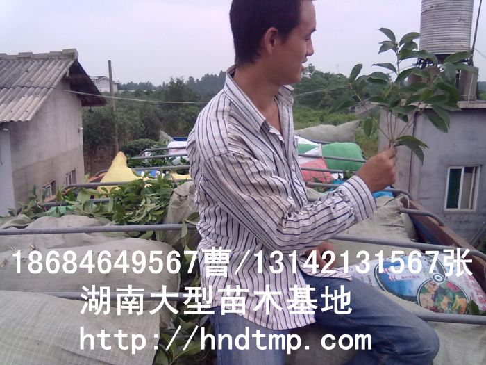 長(cháng)沙苗木(mù) 長(cháng)沙桂花(huā)基地(dì) 長(cháng)沙八月(yuè)桂基地(dì) 湖(hú)南(nán)桂花(huā)基地(dì) 長(cháng)沙哪裡(lǐ)桂花(huā)多(duō) 長(cháng)沙桂花(huā)價格