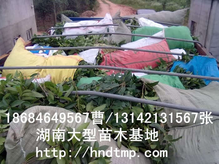 長(cháng)沙八月(yuè)桂基地(dì) 湖(hú)南(nán)八月(yuè)桂基地(dì) 八月(yuè)桂工(gōng)程苗 求購(gòu)5公分(fēn)八月(yuè)桂 求購(gòu)八月(yuè)桂工(gōng)程苗