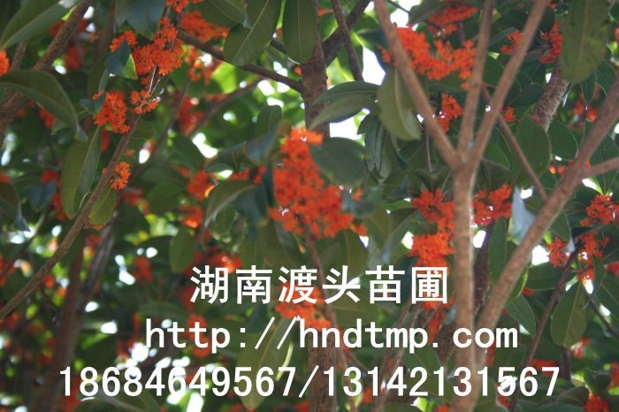 丹桂小(xiǎo)苗 丹桂價格 丹桂照(zhào)片 丹桂批發 丹桂品種 湖(hú)南(nán)丹桂基地(dì) 長(cháng)沙丹桂基地(dì) 長(cháng)沙苗木(mù) 長(cháng)沙苗圃