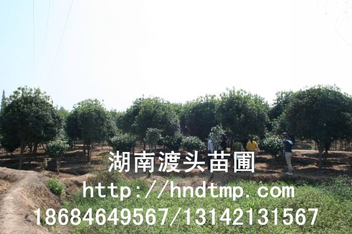 丹桂小(xiǎo)苗 丹桂價格 丹桂照(zhào)片 丹桂批發 丹桂品種 湖(hú)南(nán)丹桂基地(dì) 長(cháng)沙丹桂基地(dì) 長(cháng)沙苗木(mù) 長(cháng)沙苗圃