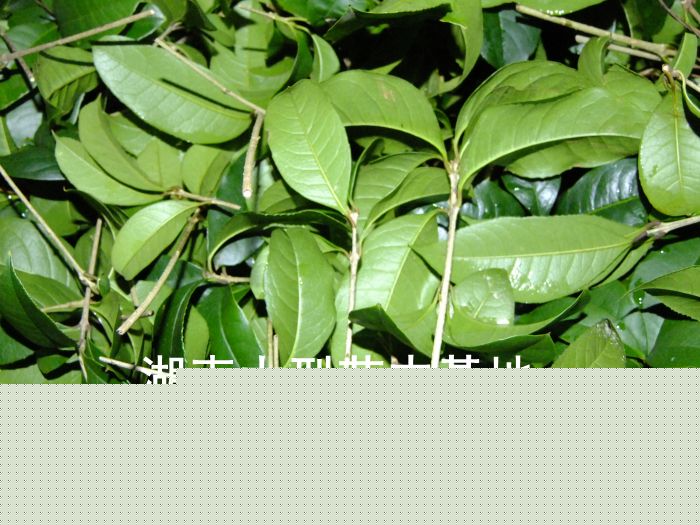 丹桂小(xiǎo)苗 丹桂價格 丹桂照(zhào)片 丹桂批發 丹桂品種 湖(hú)南(nán)丹桂基地(dì) 長(cháng)沙丹桂基地(dì) 長(cháng)沙苗木(mù) 長(cháng)沙苗圃